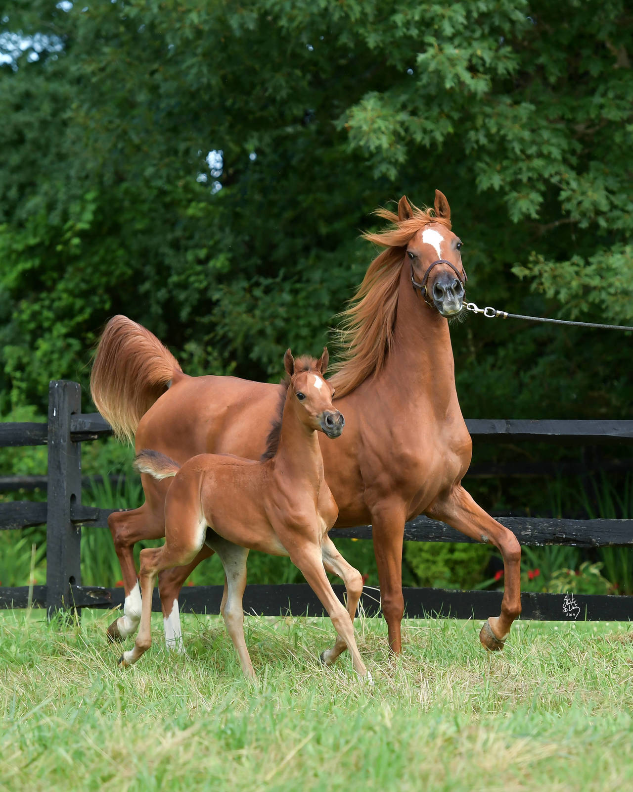 Felicia Afire and 2019 filly IN Fantasy by INCEPTION