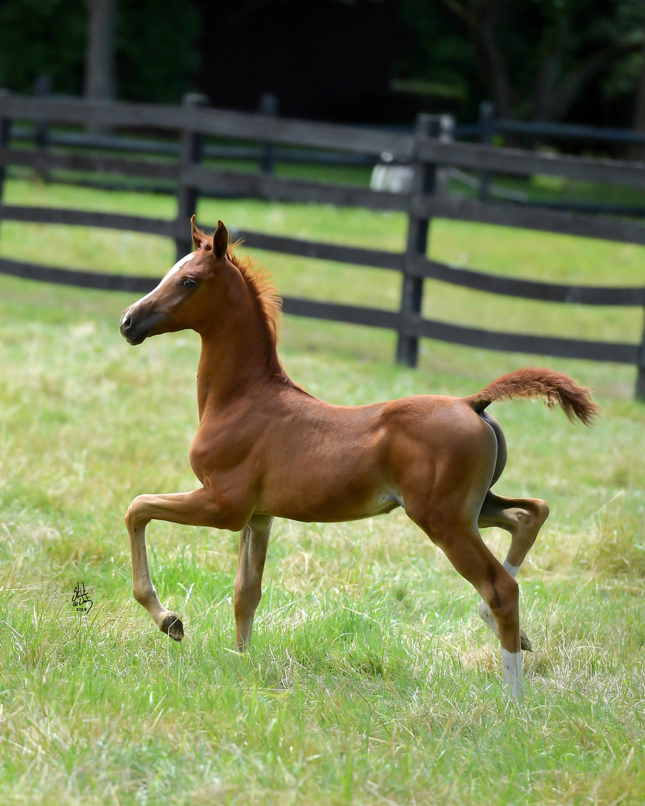 2019 colt IN Quisition by INCEPTION