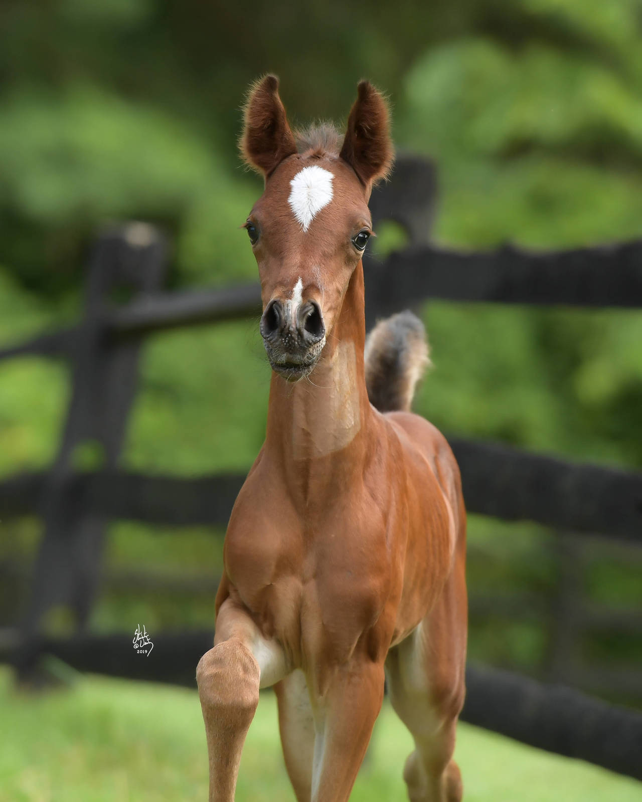 2019 filly IN Believable by INCEPTION