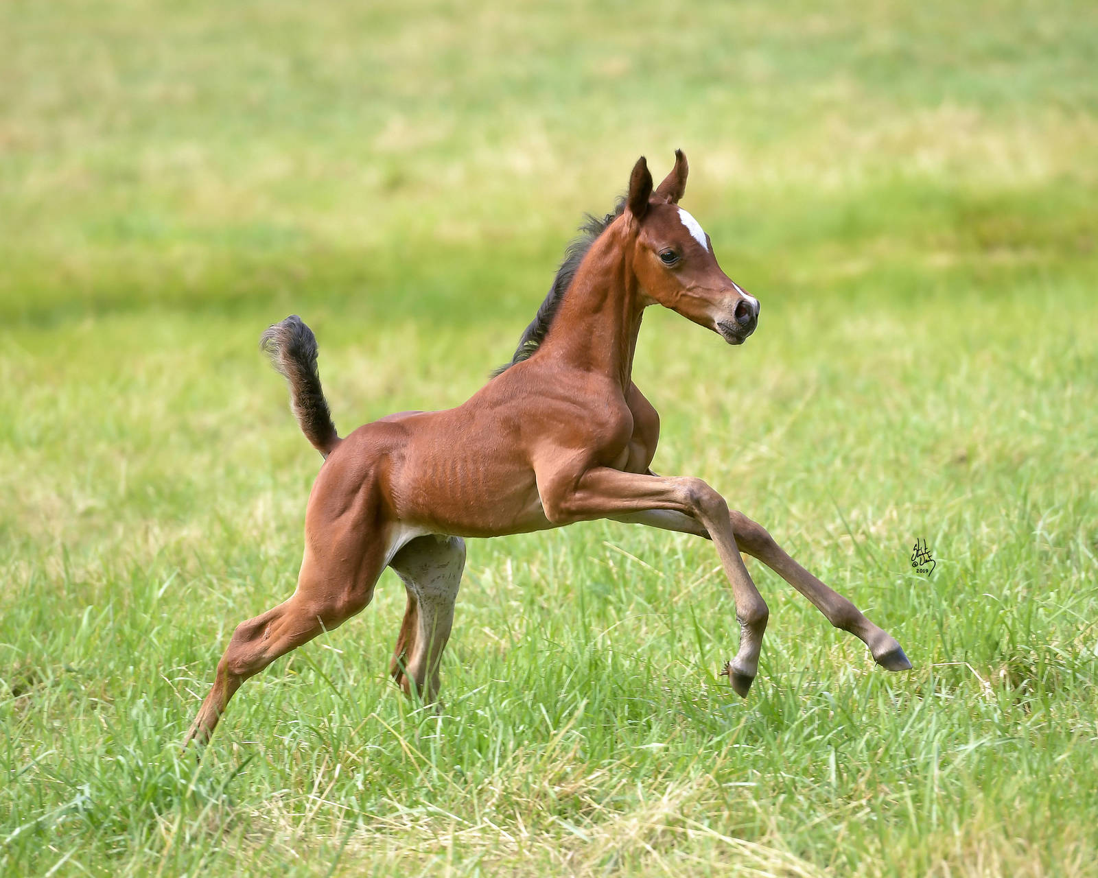 2019 filly IN Believable by INCEPTION