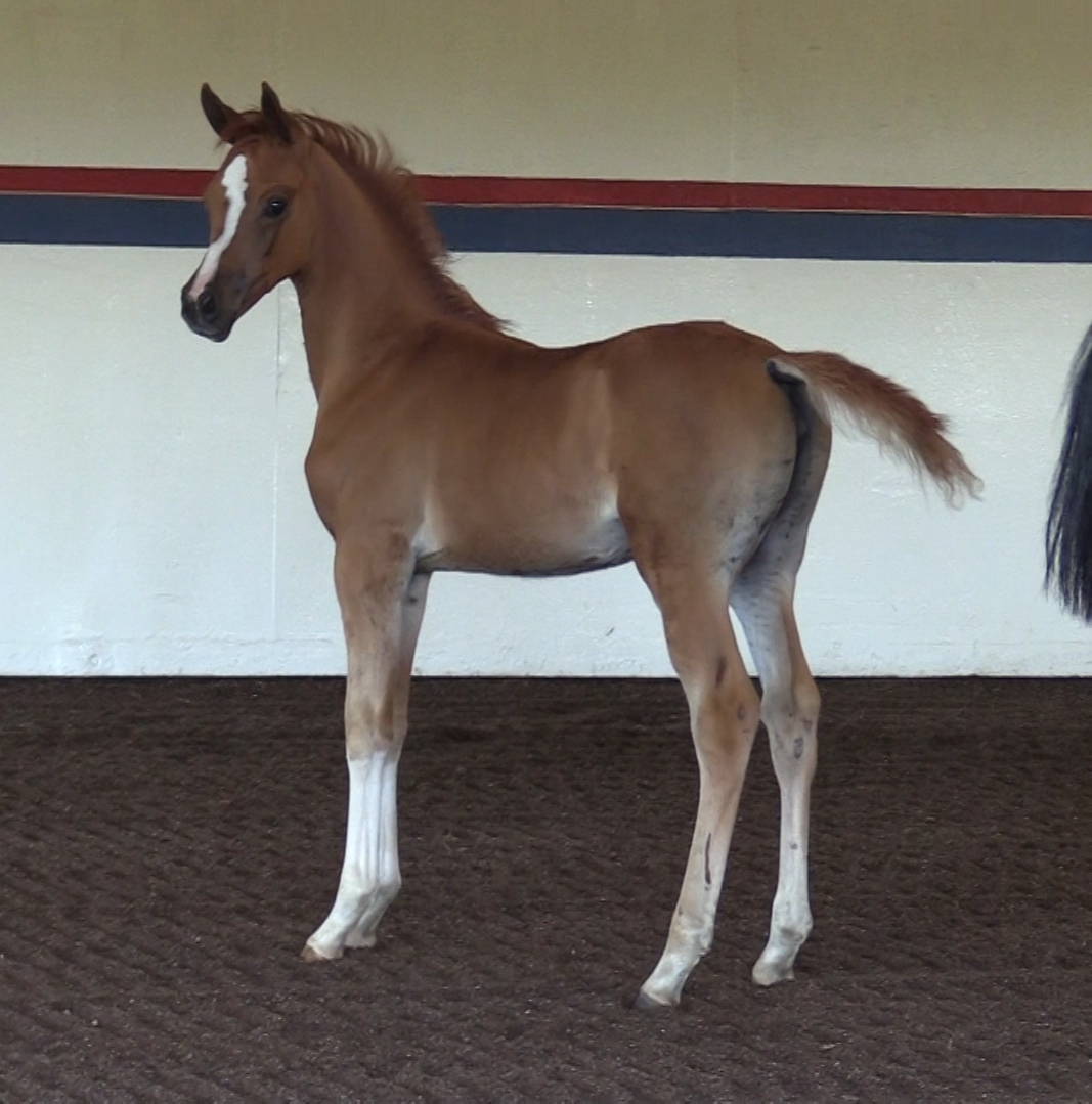 2020 filly Romance DGL by AFIRES HEIR