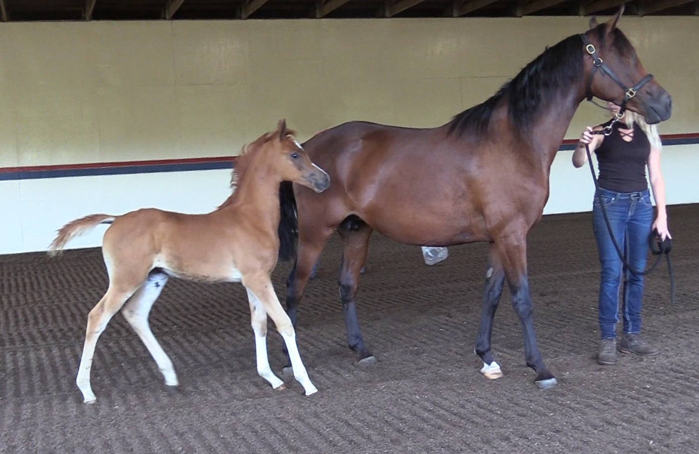 Noble Rita and her 2020 filly Romance DGL by AFIRES HEIR