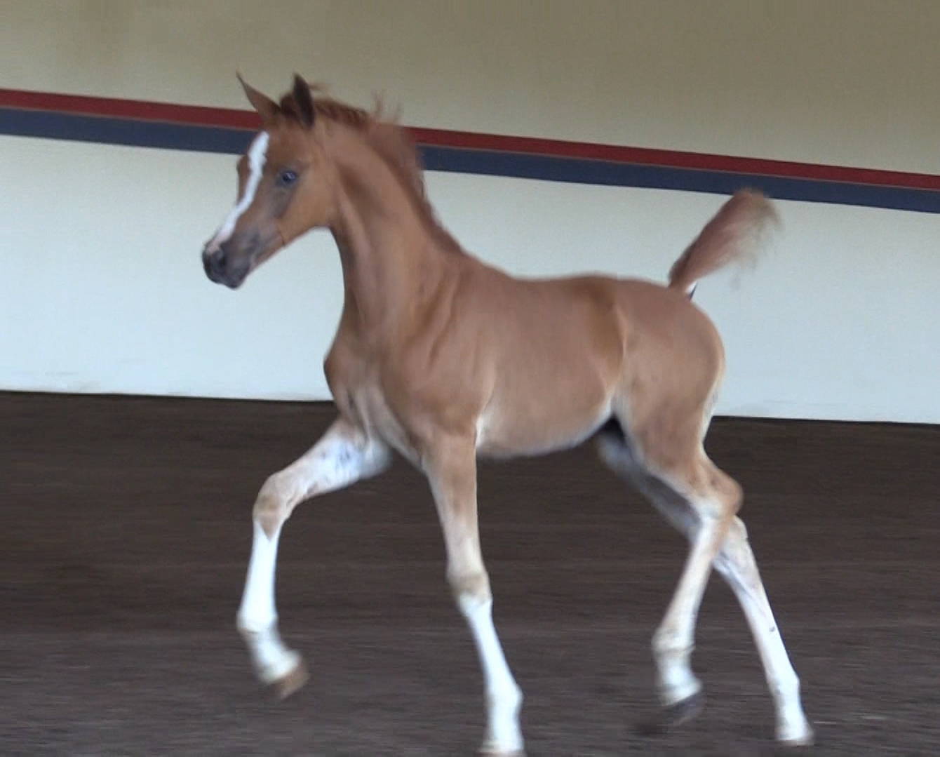 2020 filly Romance DGL by AFIRES HEIR