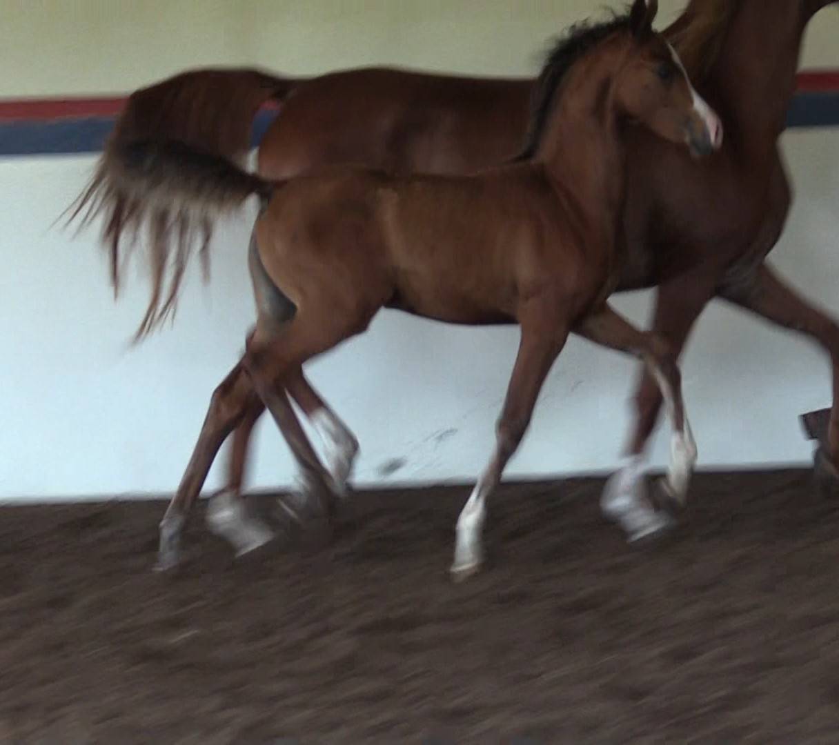2020 filly Belina DGL by AFIRES HEIR