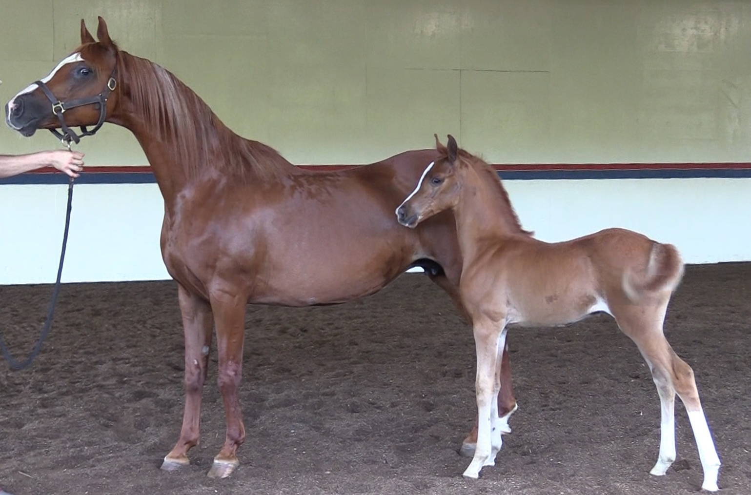 Foxy Afire and her 2020 filly IN Flame (x Inception)