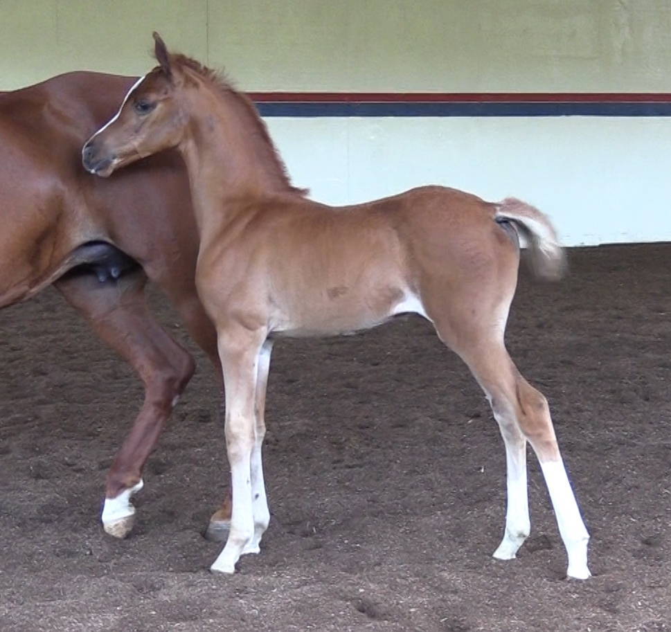 2020 filly IN Flame (x Inception)