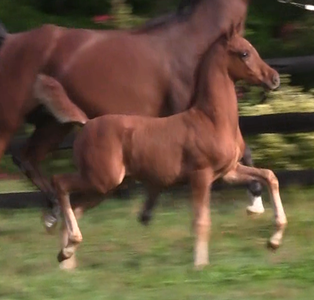 2017 colt Heir So Sweet (x Afires Heir)