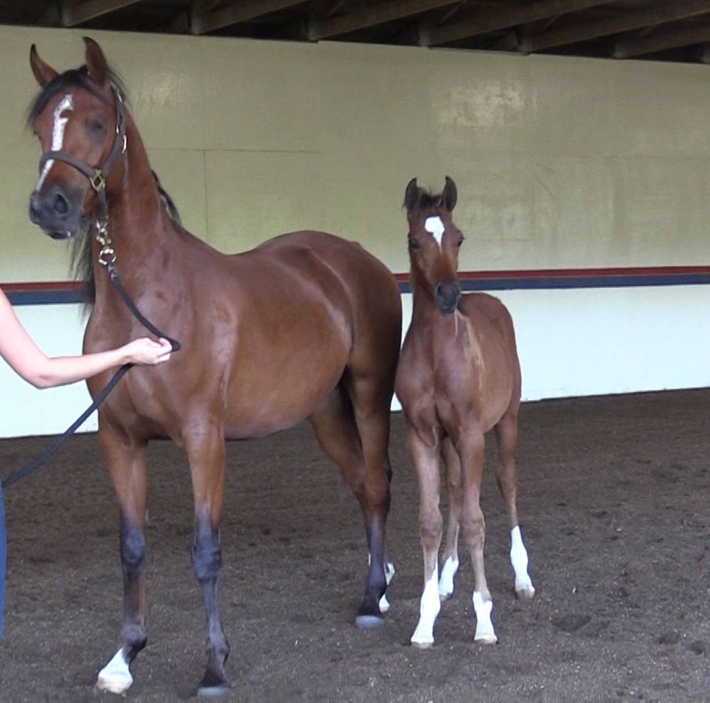 IN Quisitor DGL as a colt with his dam, Quintet DGL