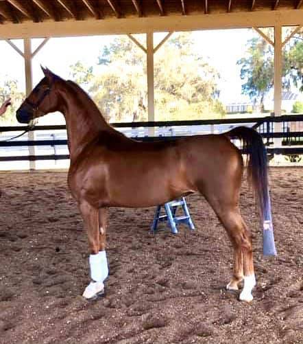 SHAPE OF MY HEART (Glitter and Goldd)