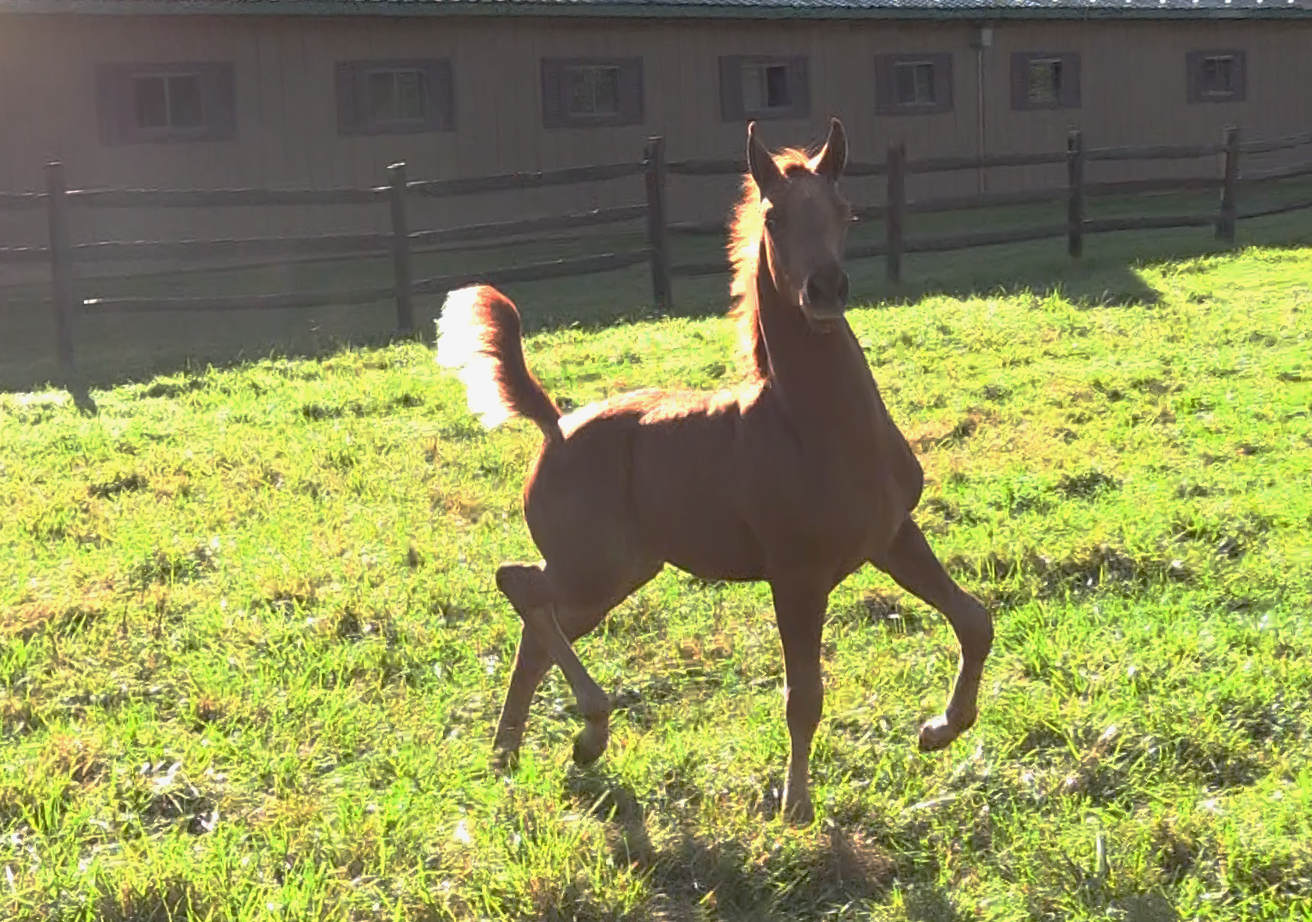 HEIRWAY TO HEAVEN (Heir So Sweet)