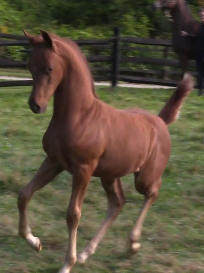 HEIRWAY TO HEAVEN (Heir So Sweet)