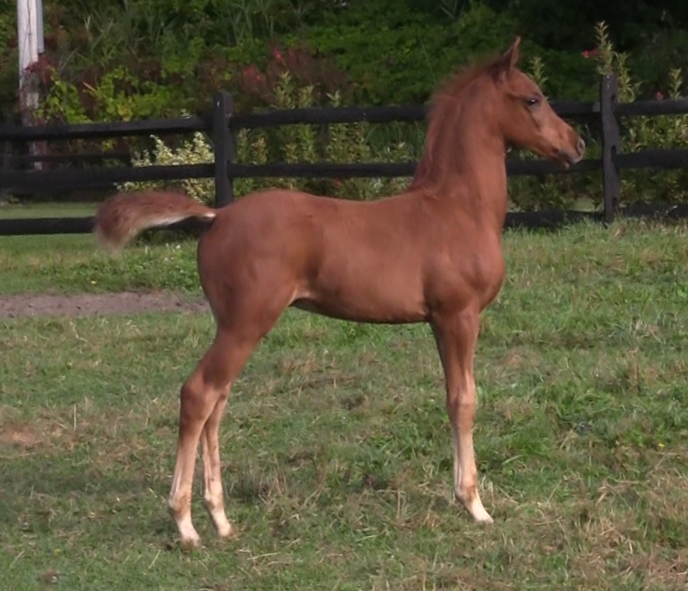 HEIRWAY TO HEAVEN (Heir So Sweet)