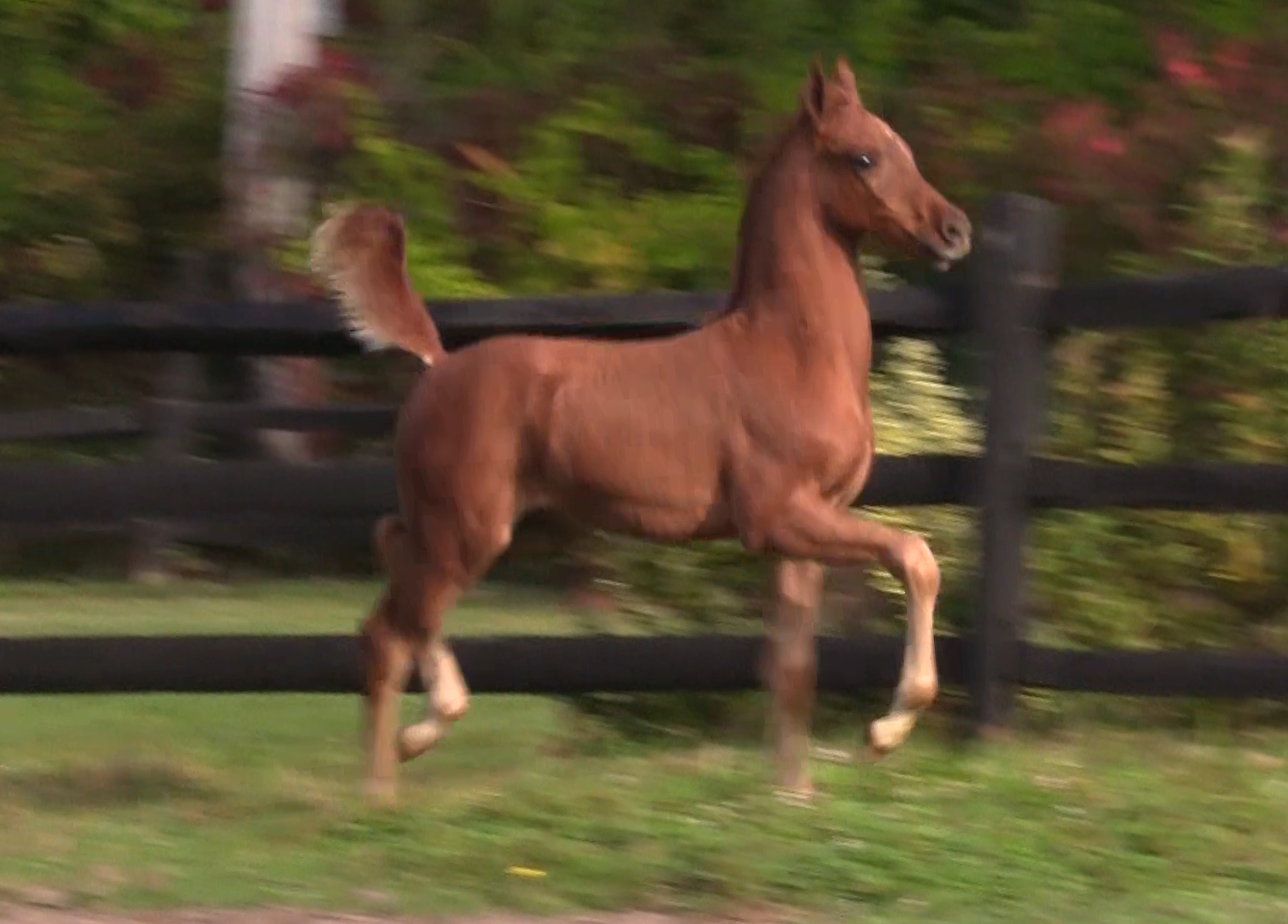 HEIRWAY TO HEAVEN (Heir So Sweet)