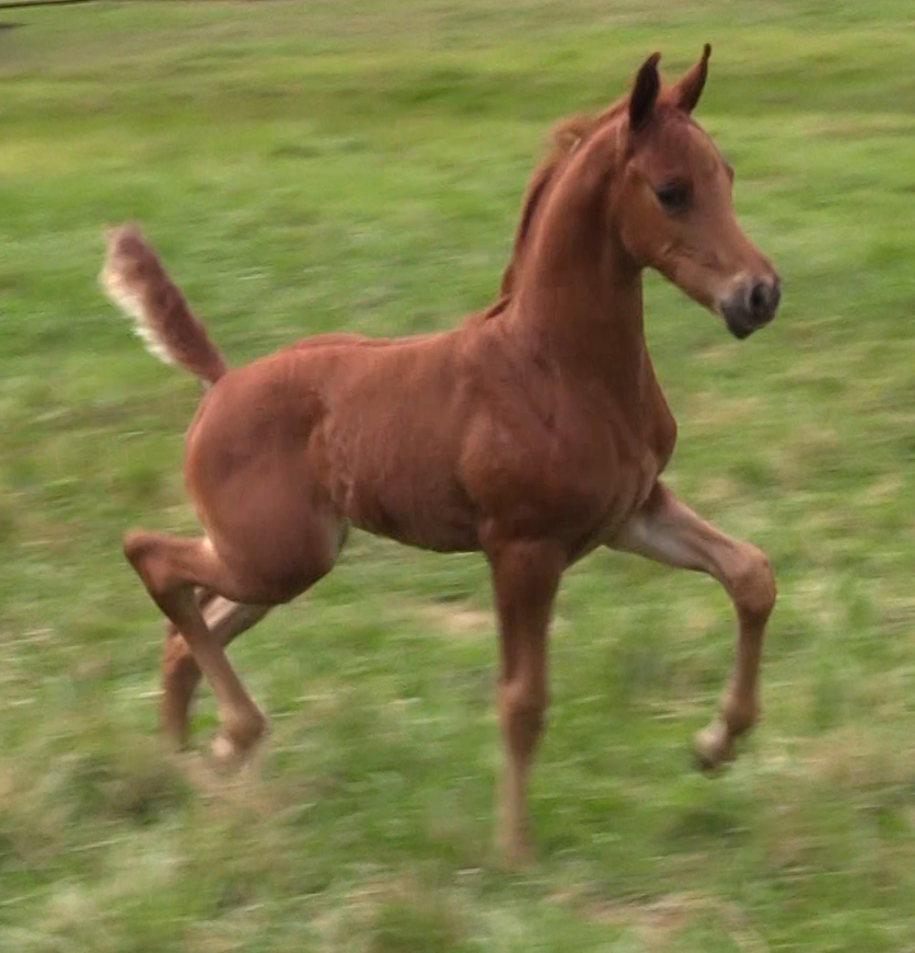 HEIRWAY TO HEAVEN (Heir So Sweet)