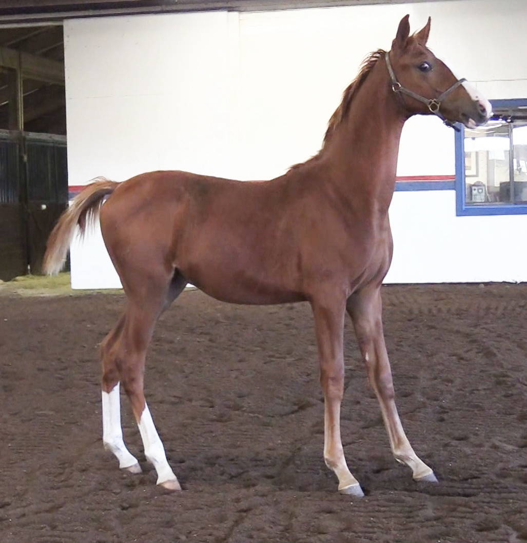 (YNL CH) INCANTATION SS+