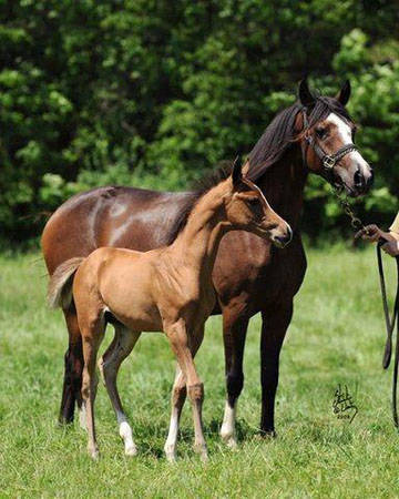 NOBLE JENNA & son JULIAN DGL