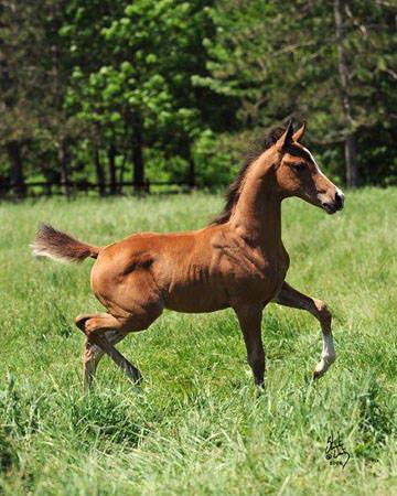 JULIAN DGL ~ son of NOBLE JENNA