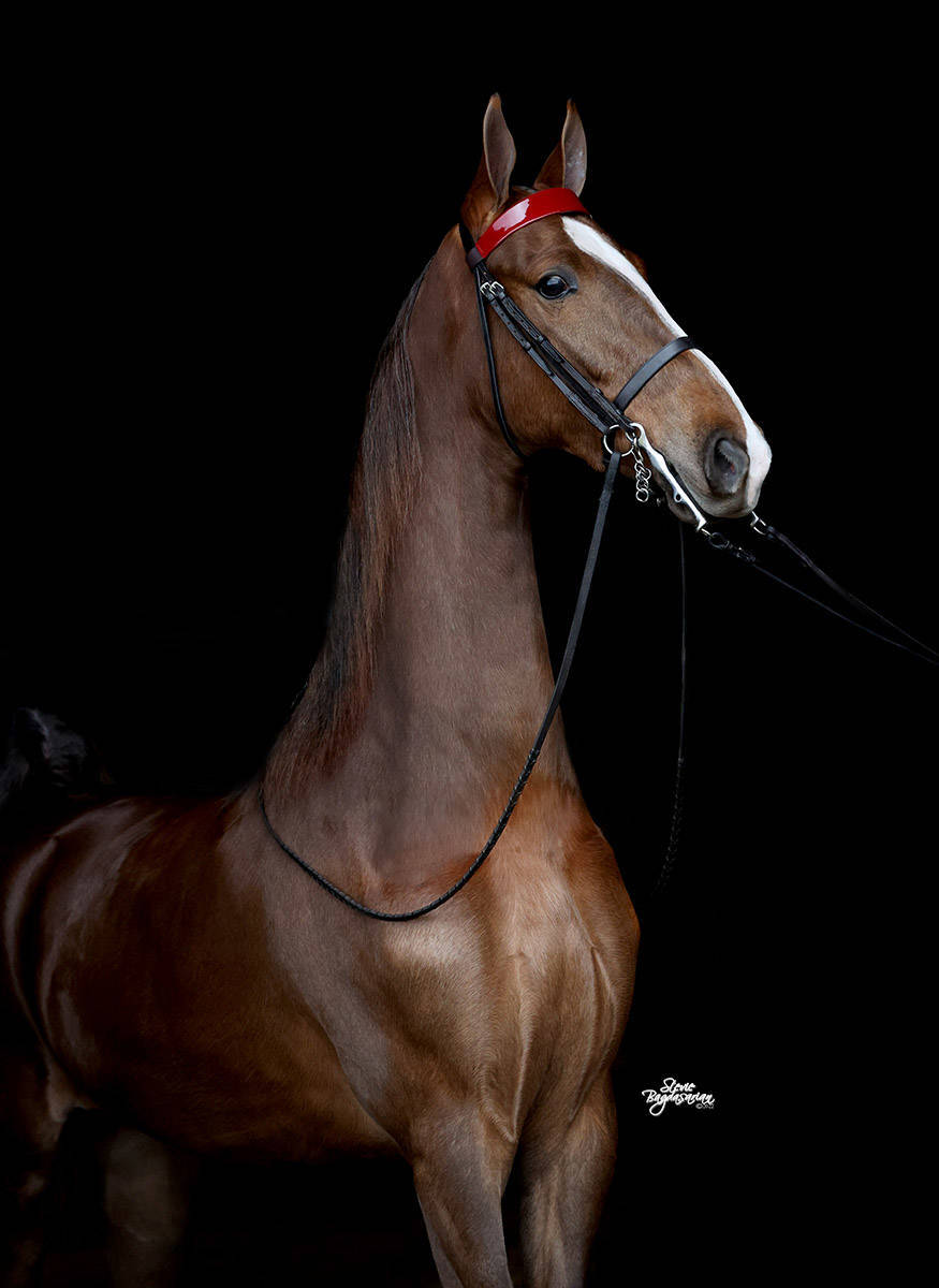 Courtesy of Stevie B Photos