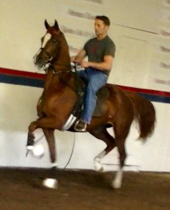 VANNITY FAIR (Noble Raven)