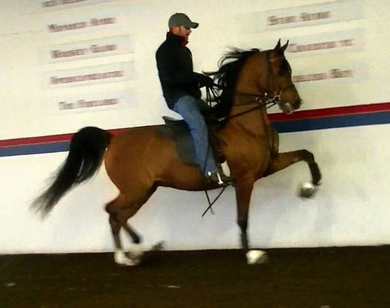 JULIAN DGL ~ son of NOBLE JENNA