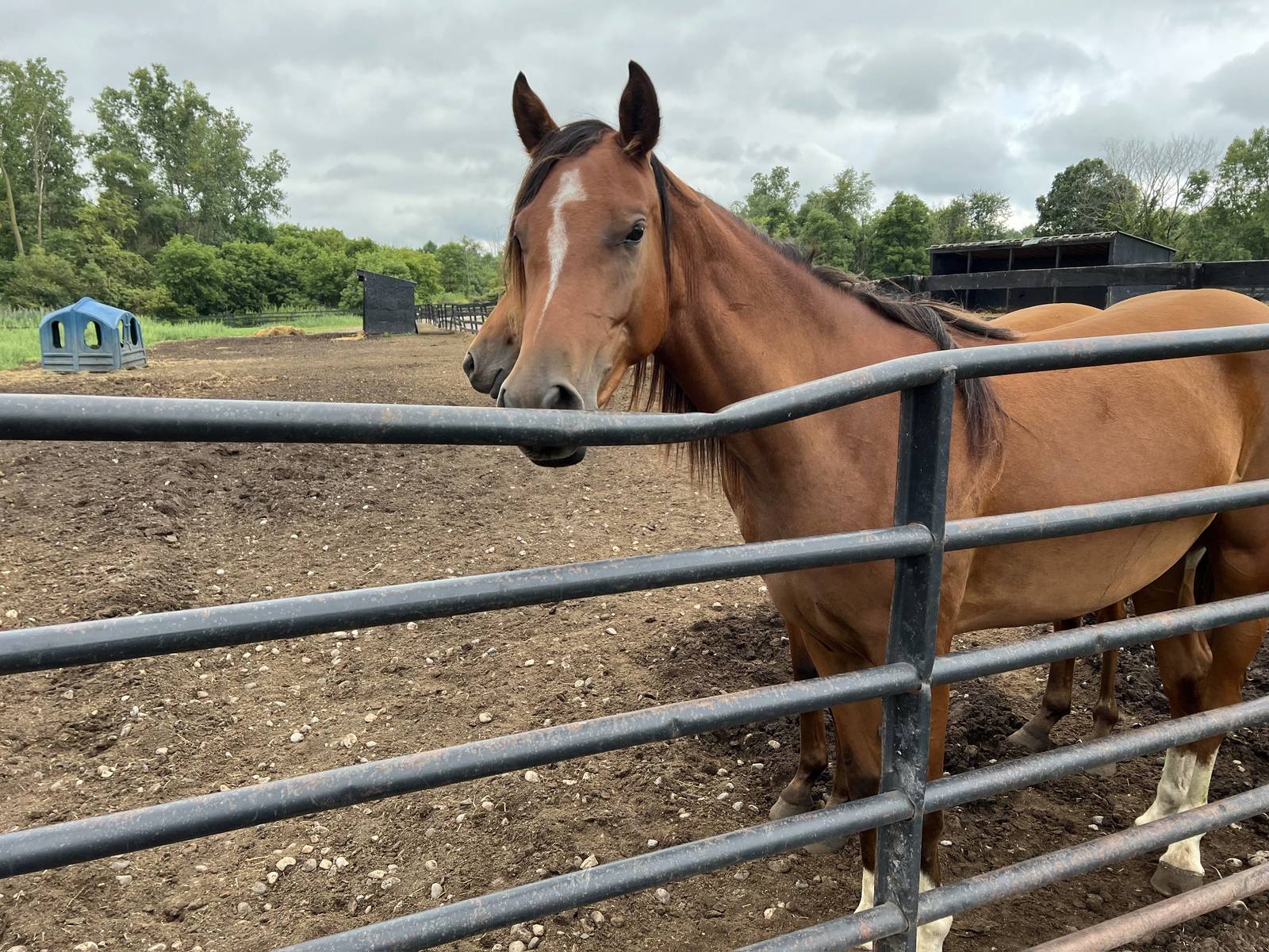IN Fantasia as a 2 year old in 2022.
