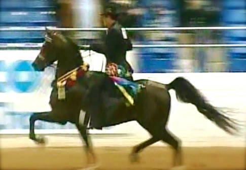 BRAVE AND NOBLE ~ National Champion son of Sweet Bravada V