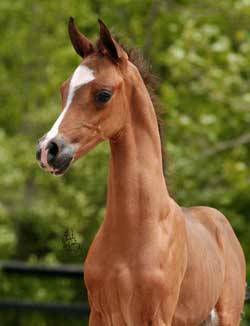 Sweet Bravada V colt