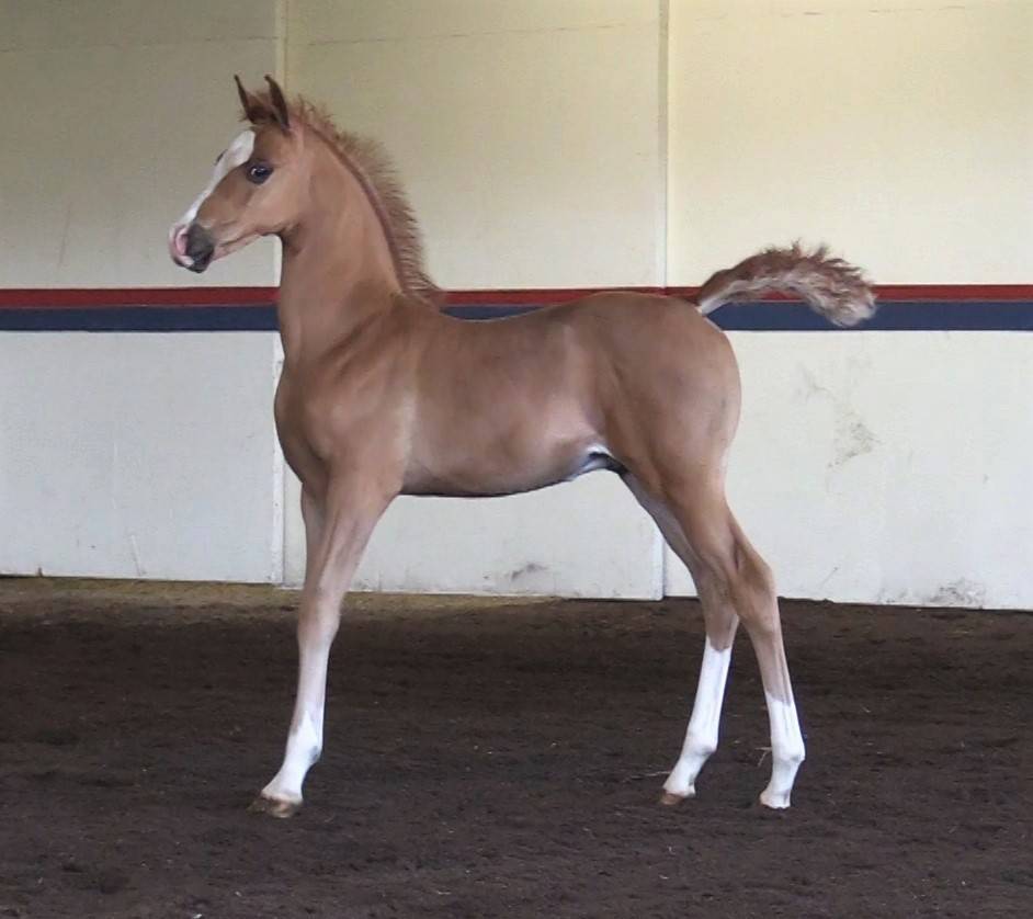 2023 chestnut colt - Inception x Ritida