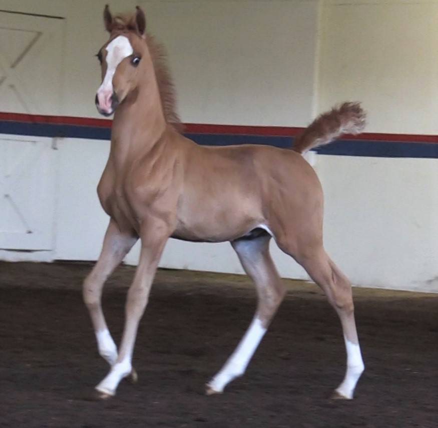 2023 chestnut colt - Inception x Ritida