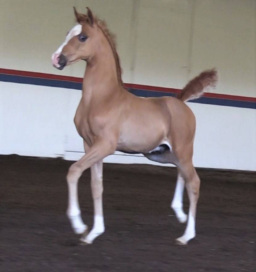 2023 chestnut colt - Inception x Ritida