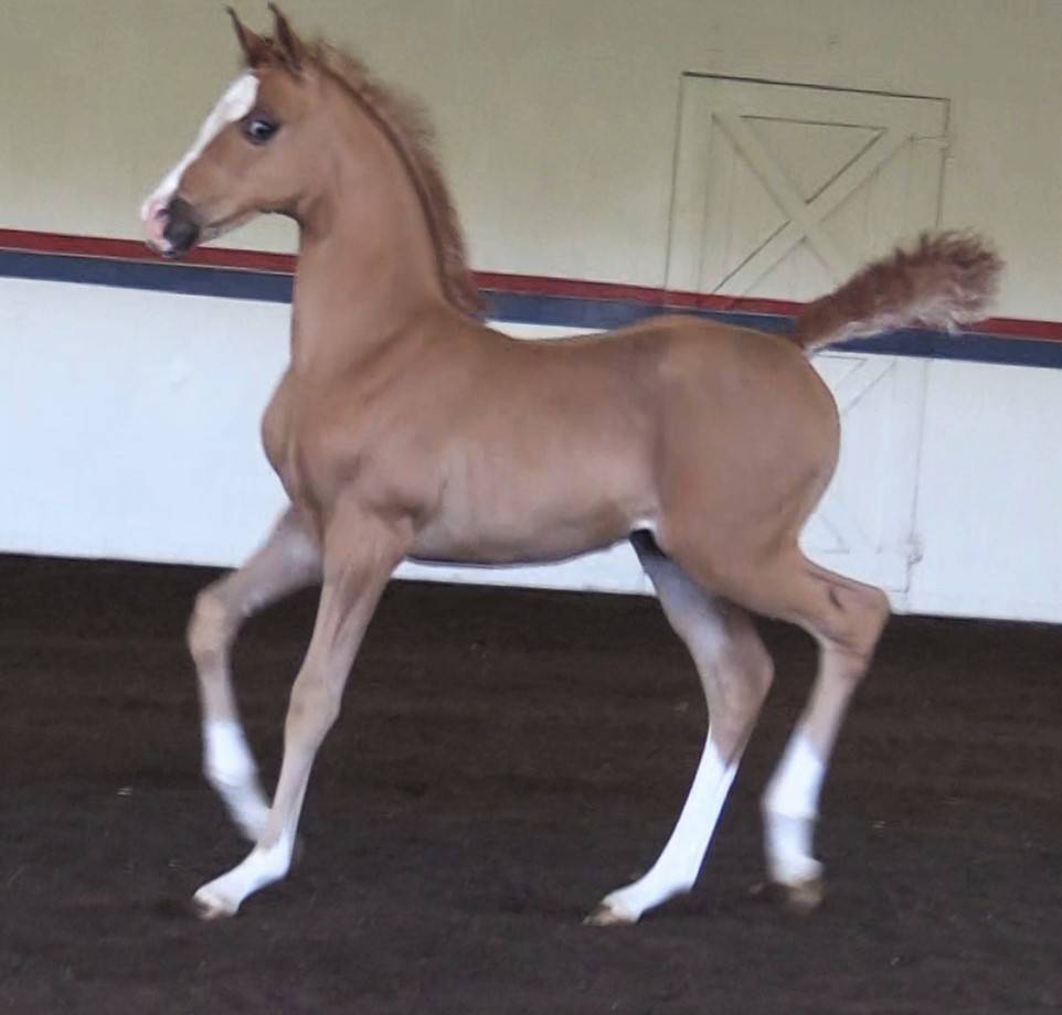 2023 chestnut colt - Inception x Ritida