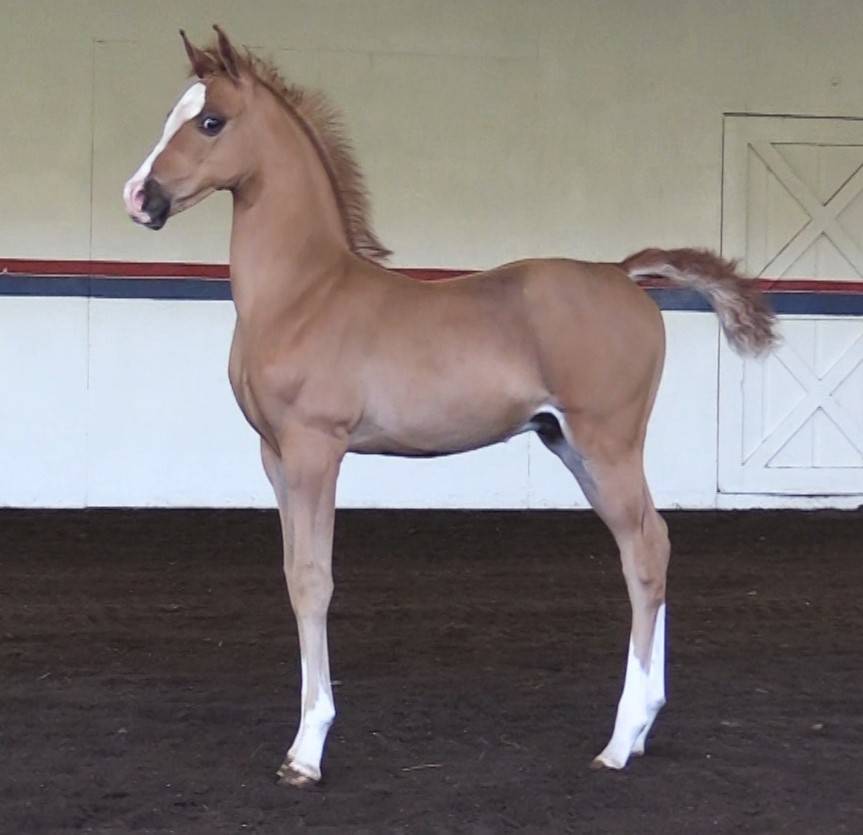 2023 chestnut colt - Inception x Ritida