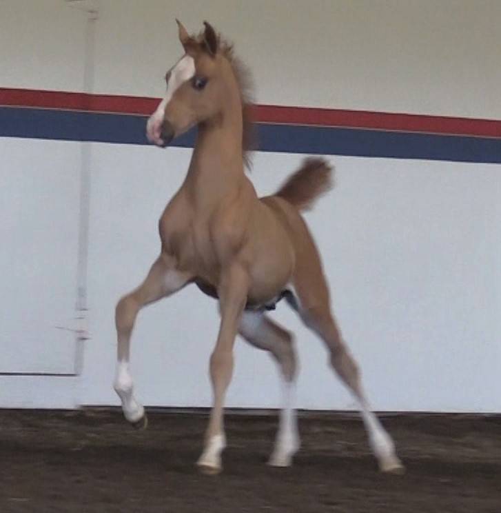 2023 chestnut colt - Inception x Ritida