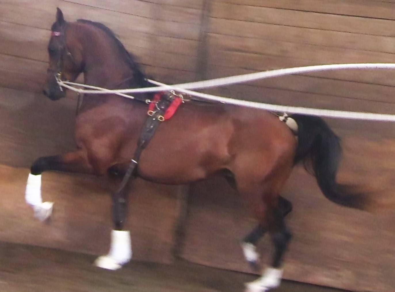 IN Quisitor DGL as a 3 year old in 2023.