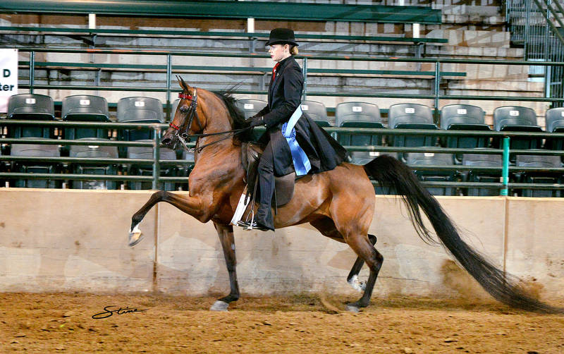 QUINTARA AFIRE daughter NOBLES DIVA (x IXL Noble Express+)