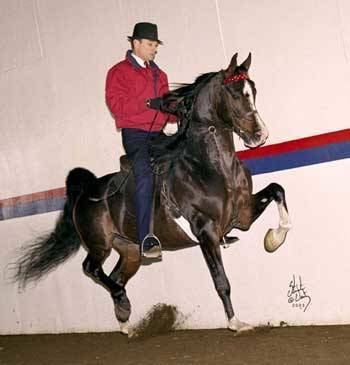 Tim and Noble Express 
2004 and 2005 US Nationals Top Ten Park
and Ch. Park Ohio Buckeye 2004.  