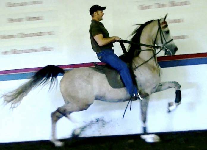 Full sibling SILVERADO AFIRE (x JKF Sashay)