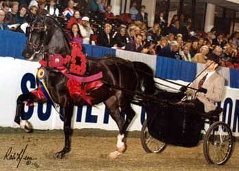 Tim and National Champion - Rhapsody Bey V