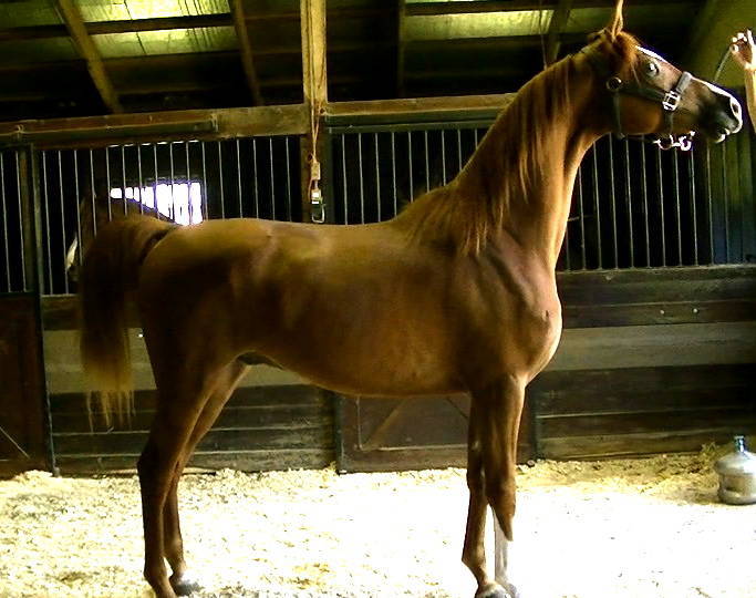 Colt (x Majesteit daughter)