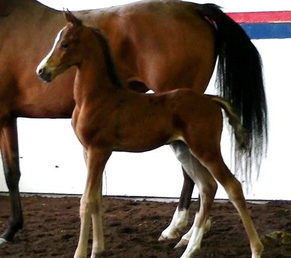 Colt (x IXL Noble Express daughter)