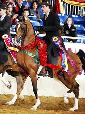 Full sibling to National Champion AFIRES STYLE