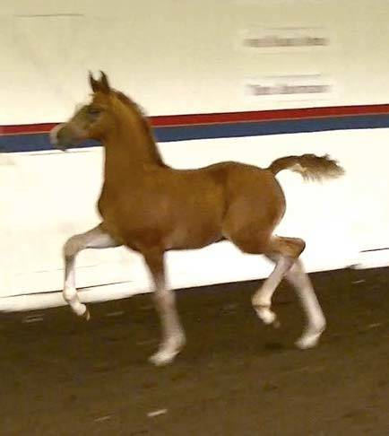 Colt (x Majesteit daughter)