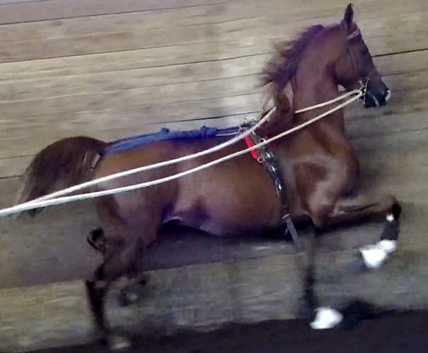 GOLDD STANDARD (Fire and Goldd x Vee Gates