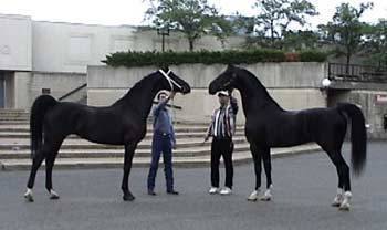 Ritida (white halter) & Majesteit