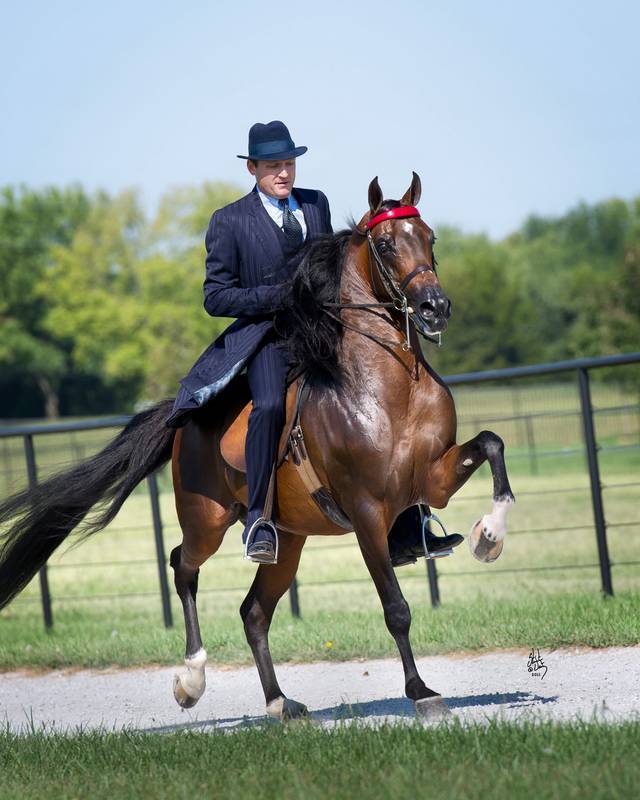 CANDEMAN (Apollopalooza x Starkhana) ~ Owned by Red Tail Arabians