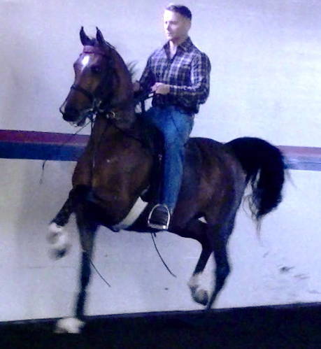 2017 bay colt Spectaculheir DGL (x Afires Heir)