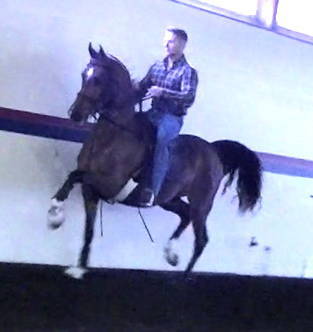 2017 bay colt Spectaculheir DGL (x Afires Heir)