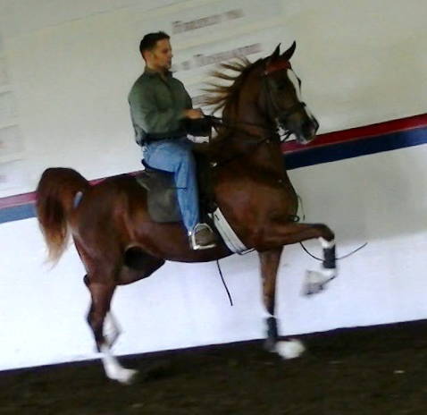 VANNITY FAIR (Noble Raven)