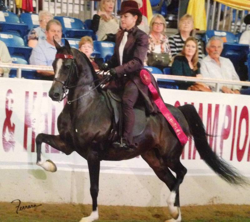 Dam of NOBLE FINERY owned by Diane Comeau and ridden by Carla Jackson to 2014  AEPA 5th Place