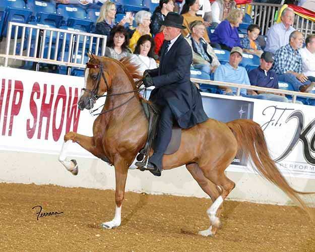 NOBLE FORTUNE (IXL Noble Express x Felicia Afire)